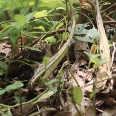 Plestiodon chinensis