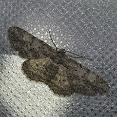 Anavitrinella pampinaria