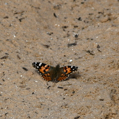 Vanessa cardui