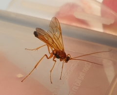 Opheltes glaucopterus