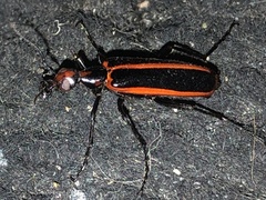 Pyrota akhurstiana