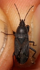 Neurocladus brachiidens