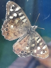 Pararge aegeria