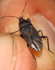 Neurocladus brachiidens