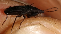Neurocladus brachiidens