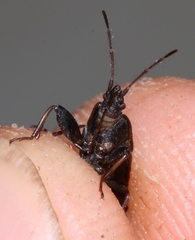 Neurocladus brachiidens