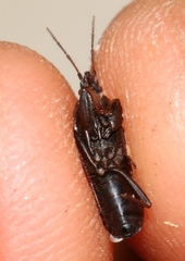 Neurocladus brachiidens