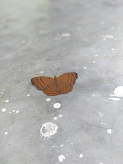 Pseudergolis wedah