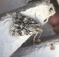 Acronicta auricoma