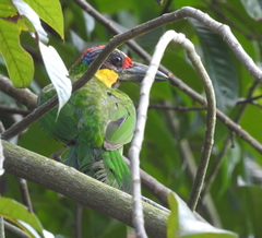 Psilopogon chrysopogon