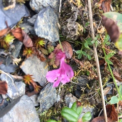 Pedicularis verticillata