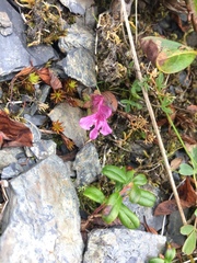 Pedicularis verticillata