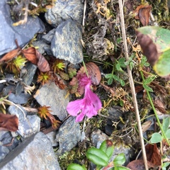 Pedicularis verticillata