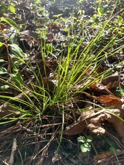 Carex communis