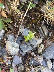 Gentianella propinqua