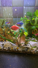 Gymnocorymbus ternetzi