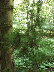 Juniperus communis