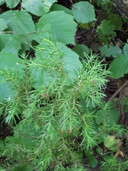 Juniperus communis