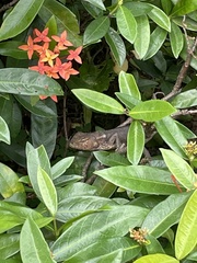 Calotes versicolor
