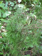 Juniperus communis