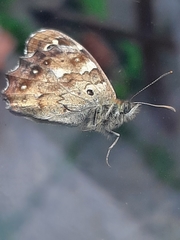 Pararge aegeria
