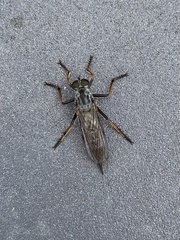 Neomochtherus geniculatus