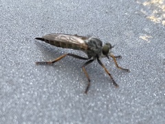 Neomochtherus geniculatus