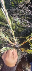 Leucadendron verticillatum