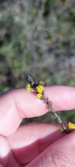 Marasmodes dummeri