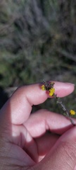 Marasmodes dummeri