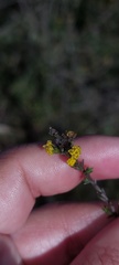 Marasmodes dummeri