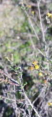 Marasmodes dummeri