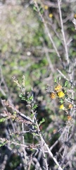 Marasmodes dummeri