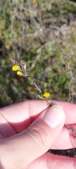 Marasmodes dummeri