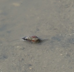 Nassarius dorsatus