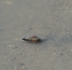 Nassarius dorsatus