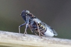 Reptalus melanochaetus