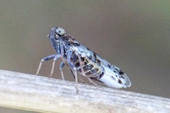 Reptalus melanochaetus