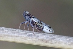 Reptalus melanochaetus