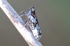 Reptalus melanochaetus