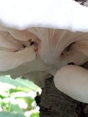 Pleurotus