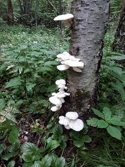 Pleurotus