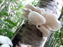 Pleurotus