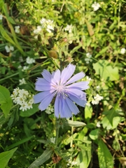 Cichorium intybus