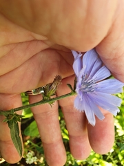 Cichorium intybus