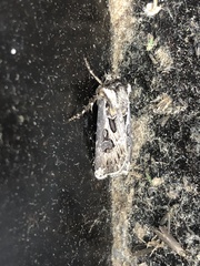Agrotis vestigialis