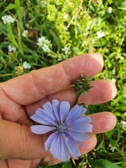 Cichorium intybus