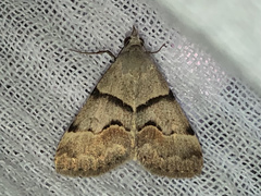 Hemeroplanis incusalis