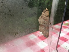 Peribatodes rhomboidaria