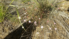 Actinodium cunninghamii